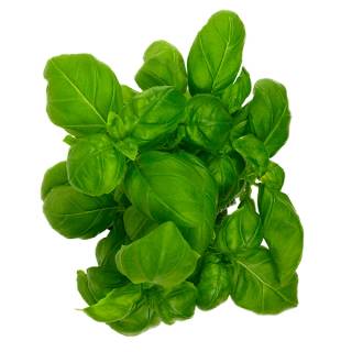 En bunt ferske basilikumblader med en dyp grønn farge og blank overflate, plassert på en hvit bakgrunn.