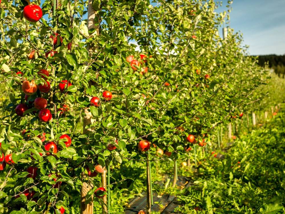 Epletrær med modne røde epler i en frukthage på en solrik dag.