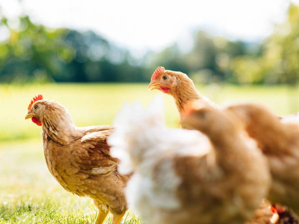 To kyllinger som går på en veranda med grønt gress og trær i bakgrunnen.