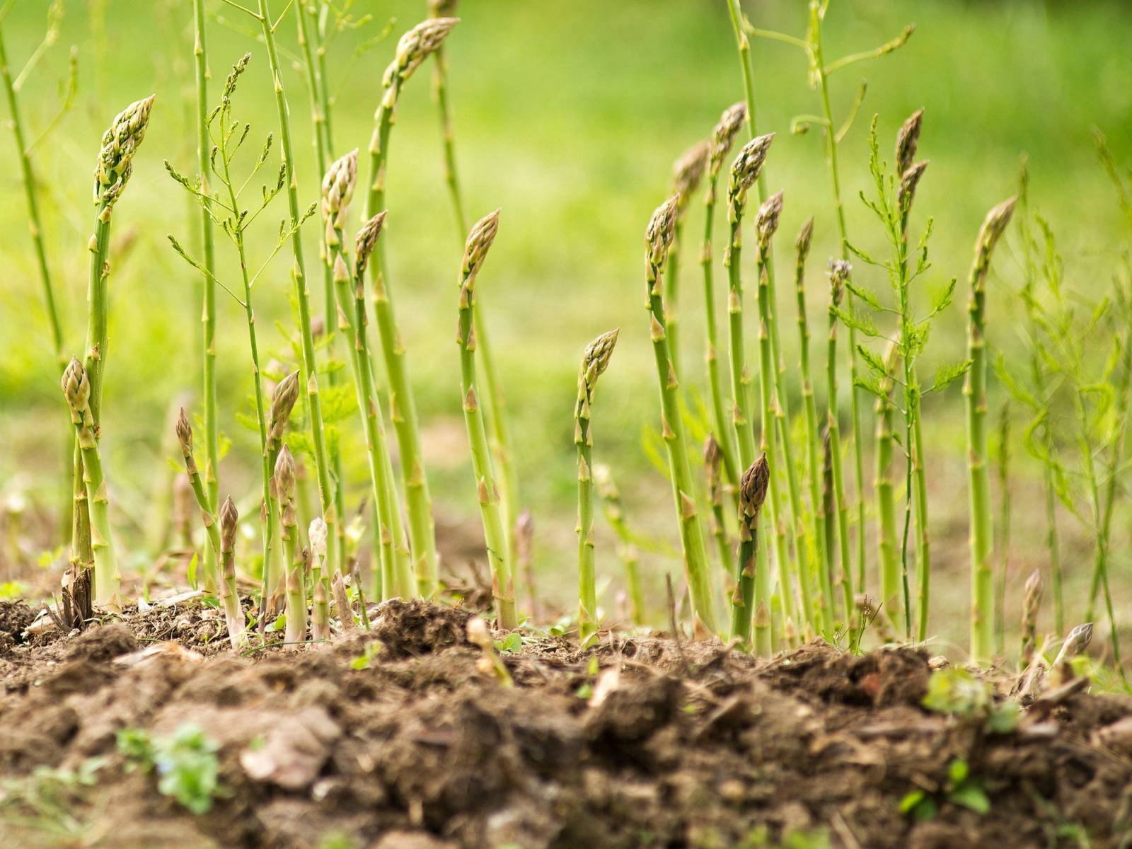 Ferske asparges vokser opp av jorden i en hage, med grønne blader i bakgrunnen.
