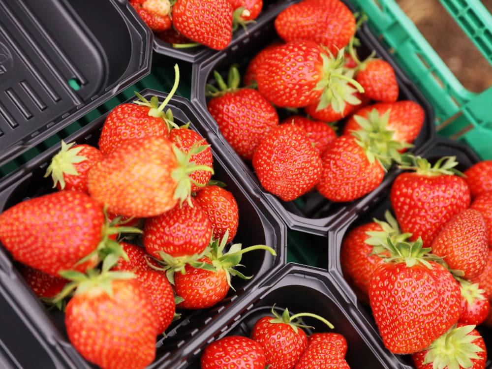 Friske jordbær i en svart plastkurv, klare til å spises eller brukes i matlaging.