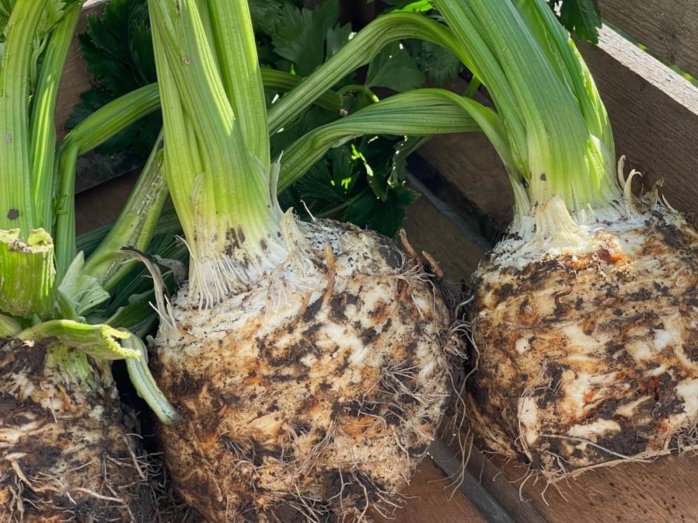 Nyhøstet sellerirot i kasse