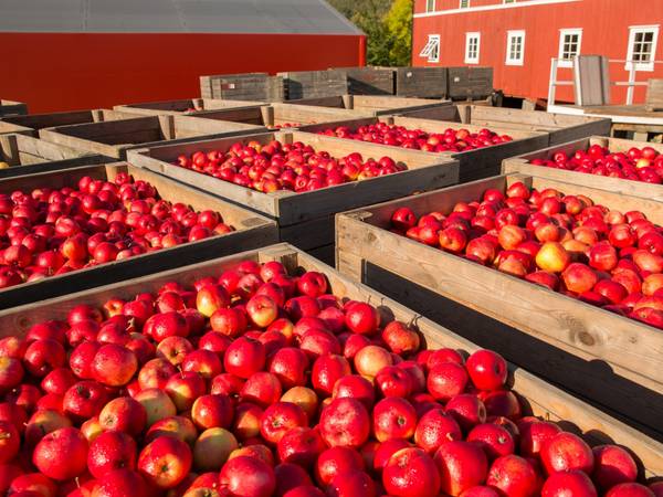 Epleblomsten er en rød og hvit eple som er plassert i en trekasse på en gårdsplass.