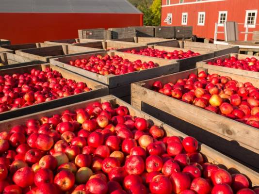 Epleblomsten er en rød og hvit eple som er plassert i en trekasse på en gårdsplass.
