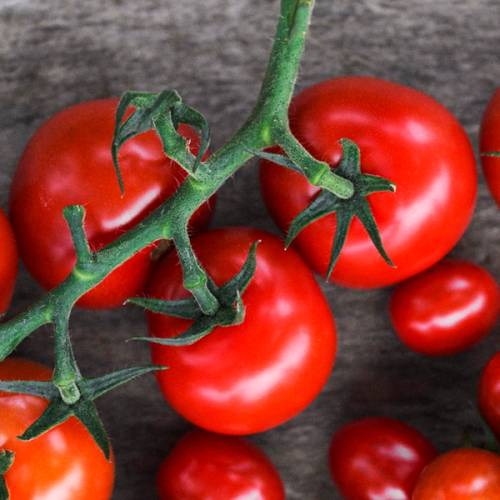 Ferske, røde tomater på en trestamme ligger på en treflate.