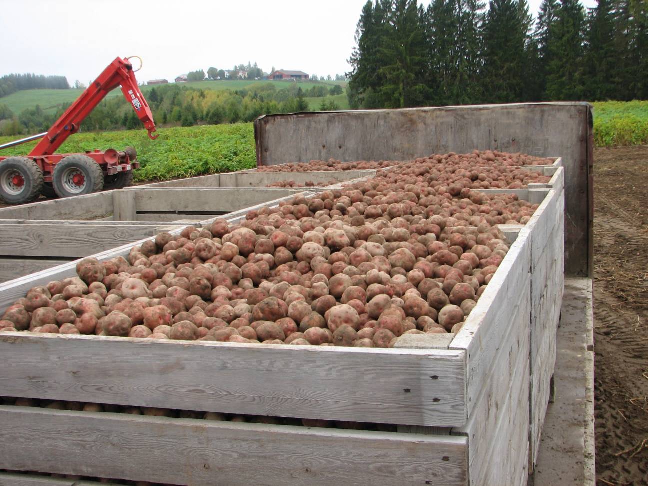 Ladning med jordbakte Ringerikspotet i en stor trekasse på en gårdsplass med en traktor i bakgrunnen.
