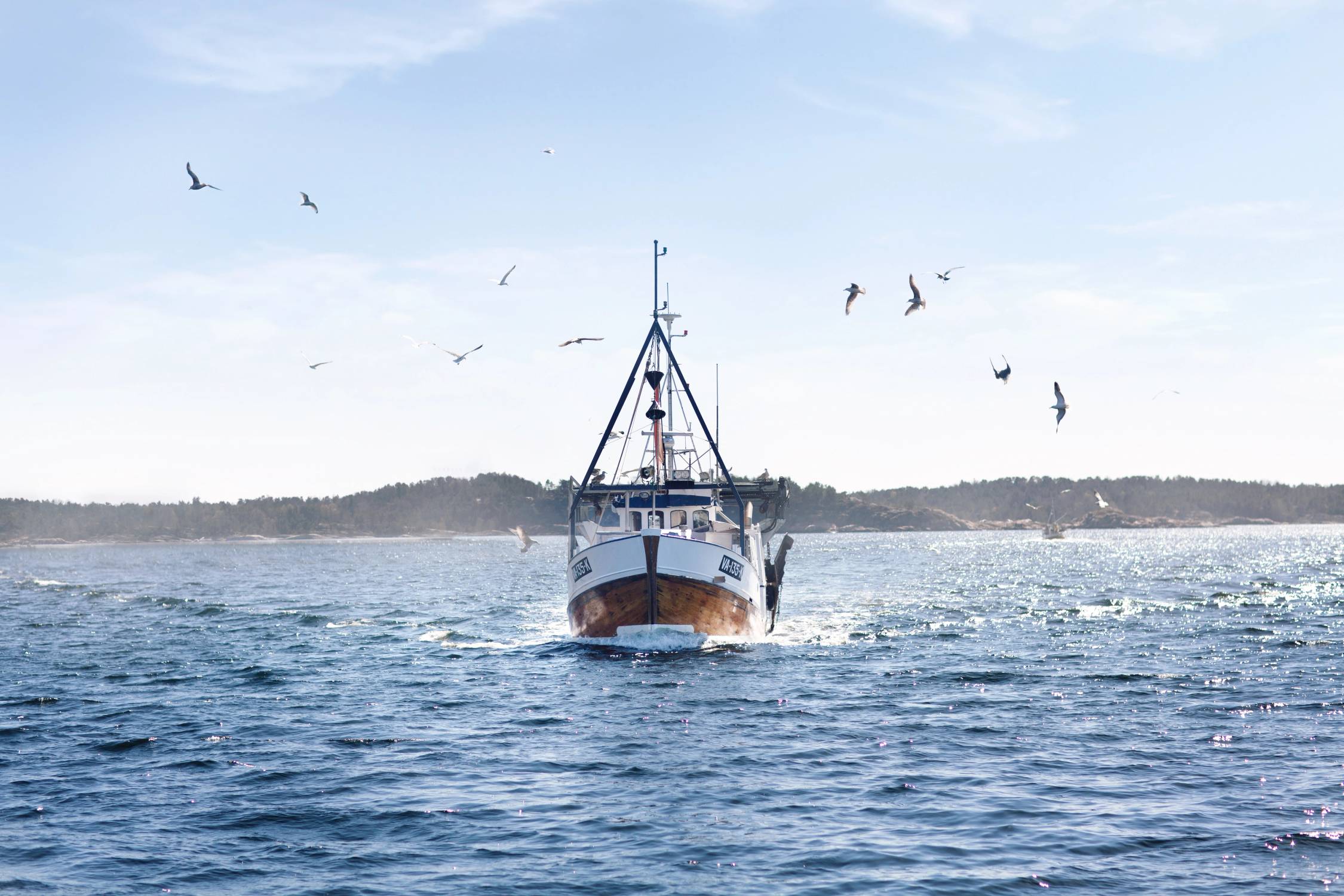 En fiskebåt som kommer inn mot land på åpent hav med fugler i luften rundt seg.