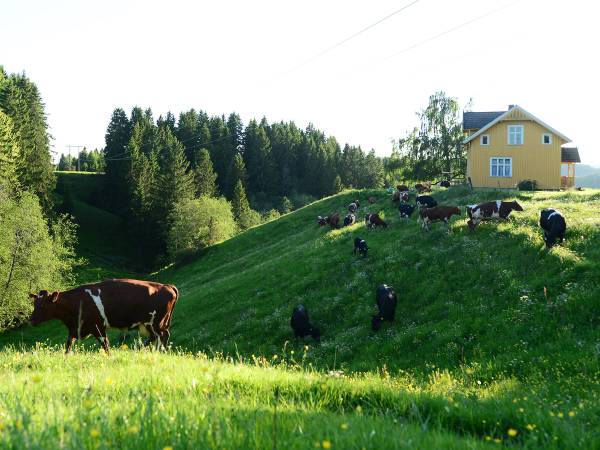 Kuer beiter på en grønn ås med en liten gul hus i bakgrunnen, omgitt av trær og åpen himmel.
