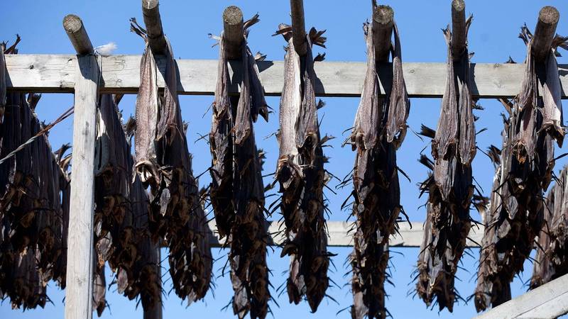 Lutefisk henger til tørk på en utendørs kleshenger mot en blå himmel.