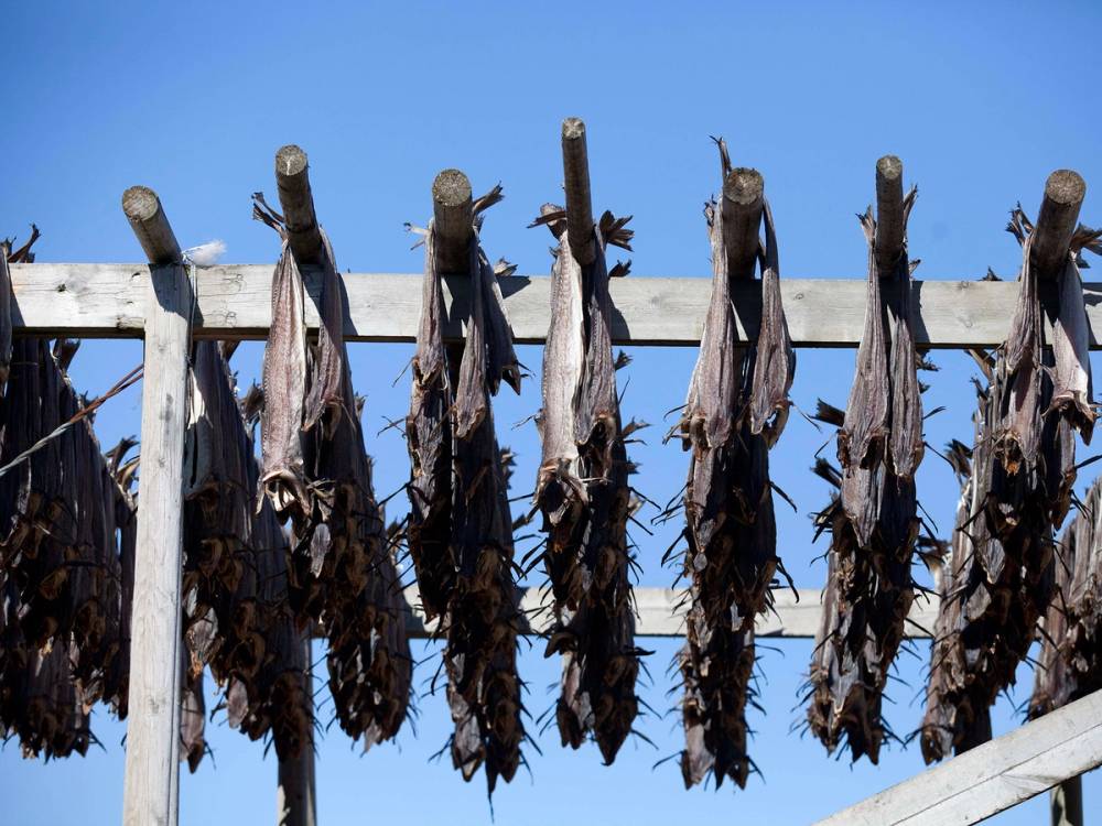 Lutefisk henger til tørk på en utendørs kleshenger mot en blå himmel.