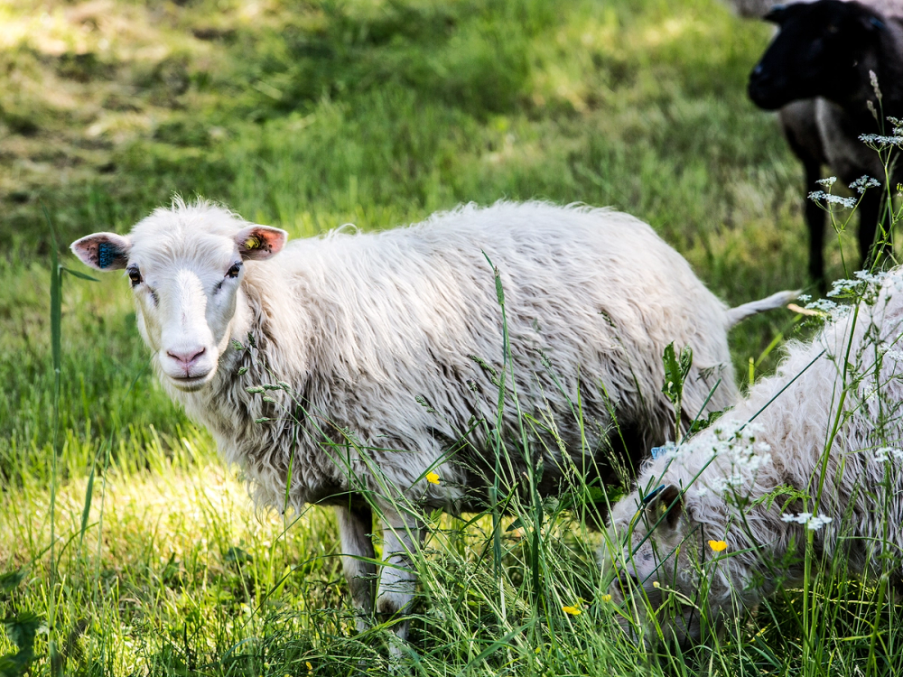 En sau står i en grønn eng med gress og små blomster, med en hund i bakgrunnen.