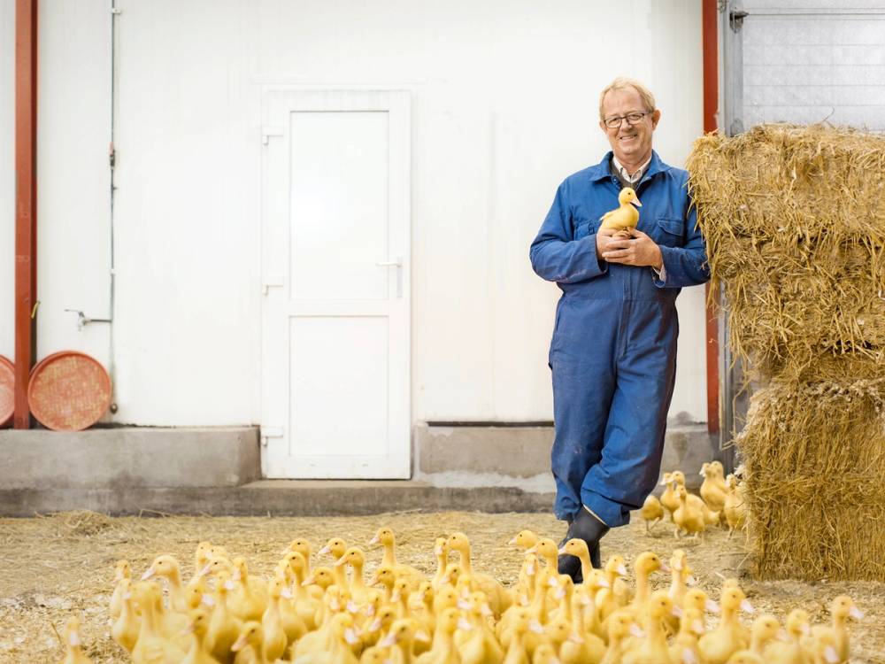 En person i blå arbeidsklær står i en låve med høballer og kyllinger rundt seg, og holder en kylling i hendene.