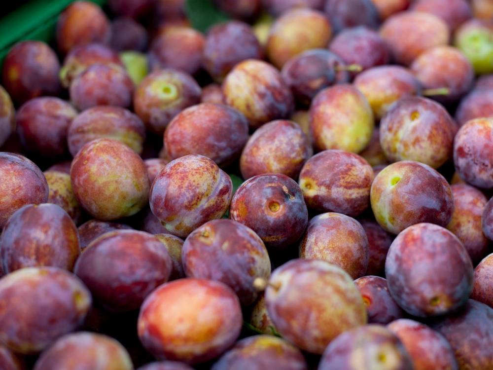 Et stort antall plommer i ulike farger ligger tett sammen på en overflate.