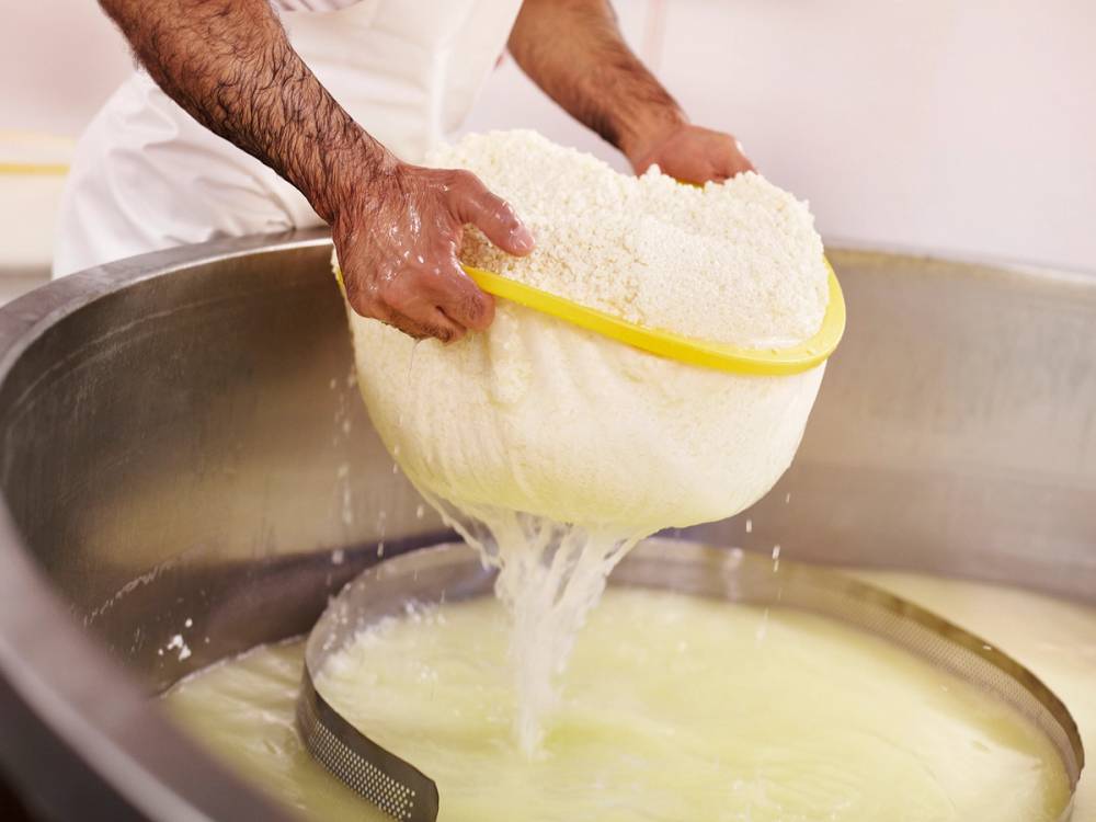 En person heller fersk ost fra en stor bøtte inn i en stor gryte, sannsynligvis under ostemengling eller produksjon.
