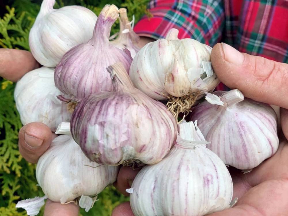 Hånd som holder flere hvitløksfedd med hvit og lilla farge, klar til bruk i matlaging.