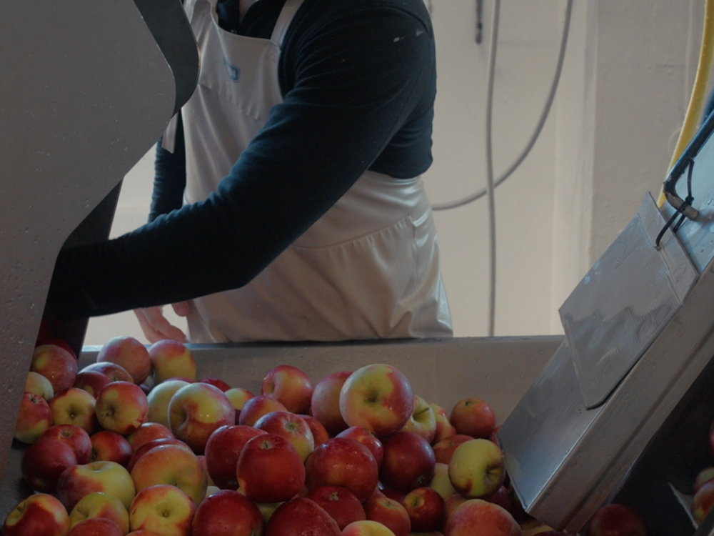 Person fyller epler inn i eplepresse
