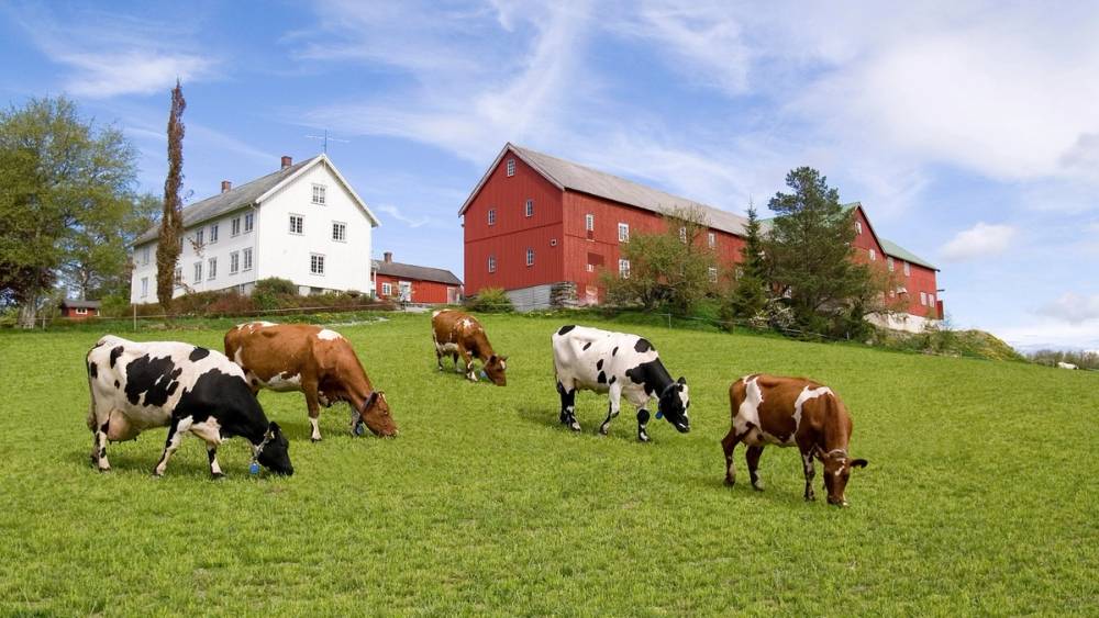 Kuer som beiter på en eng foran gårdsbygninger.