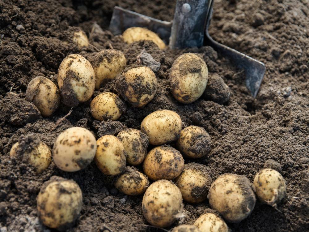 Poteter som er gravd opp fra jorden, med en liten spade i bakgrunnen.