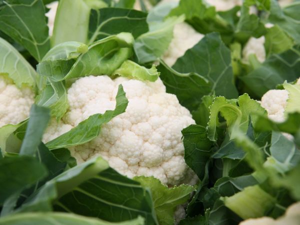 En blomkål plassert blant grønne blader på en plante, klar til høsting.