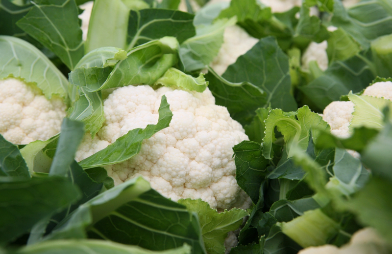 En blomkål plassert blant grønne blader på en plante, klar til høsting.