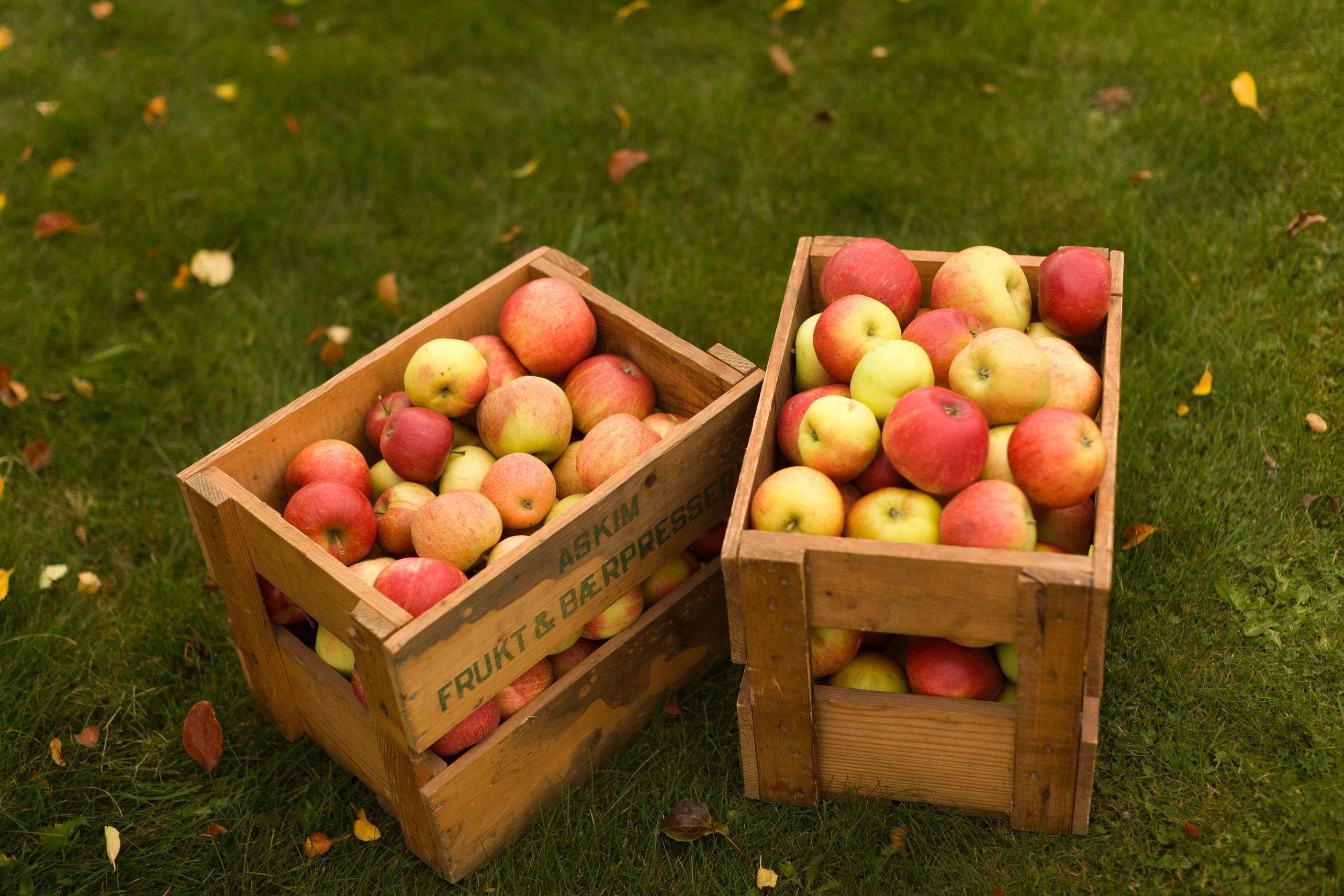 To kasser fulle av epler plassert på gress med høstløv rundt.