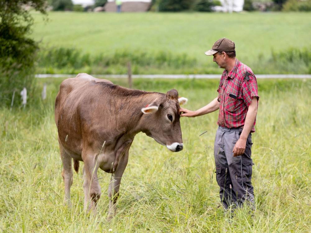 En mann i rød skjorte og caps klapper en ku på en grønn eng, med trær og gjerde i bakgrunnen.