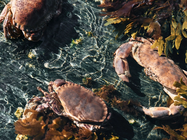 To krabber som ligger blant sjøgress i vannet, med en stein i bakgrunnen.
