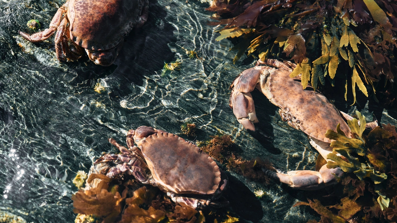 To krabber som ligger blant sjøgress i vannet, med en stein i bakgrunnen.