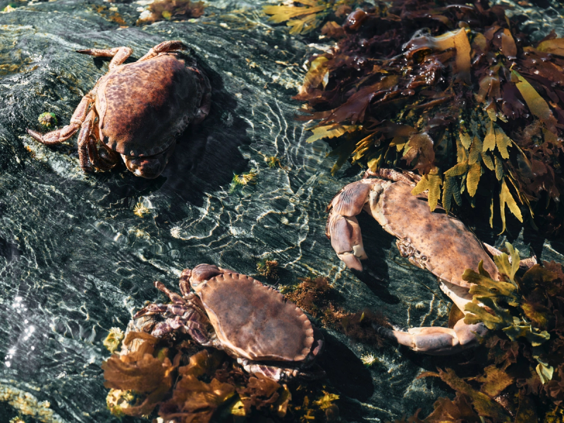 To krabber som ligger blant sjøgress i vannet, med en stein i bakgrunnen.