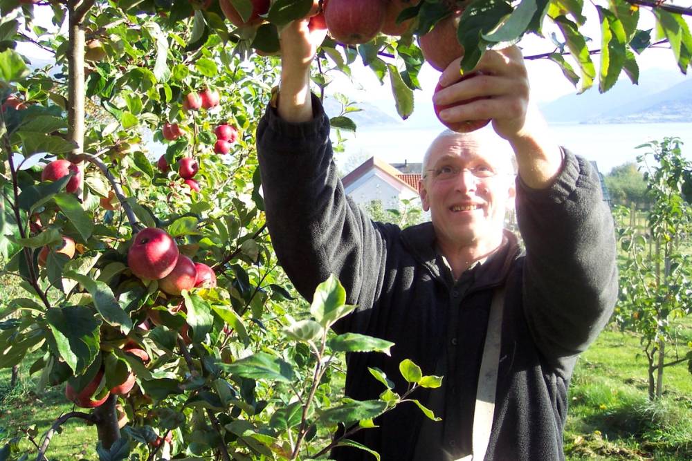 En person plukker røde epler fra et epletre i en frukthage, med grønne blader og en blå himmel i bakgrunnen.