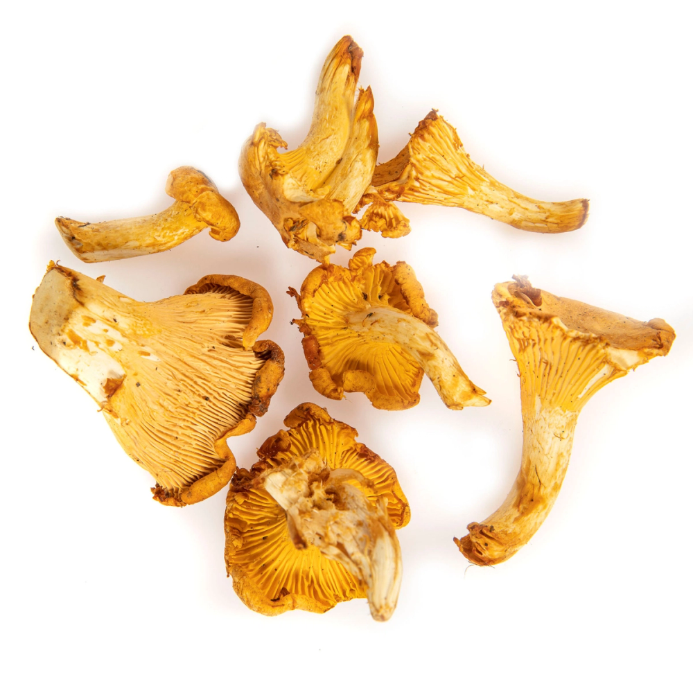 Sju kantarell-sopper med gule hatter og gule riller, spredt ut på en hvit bakgrunn.