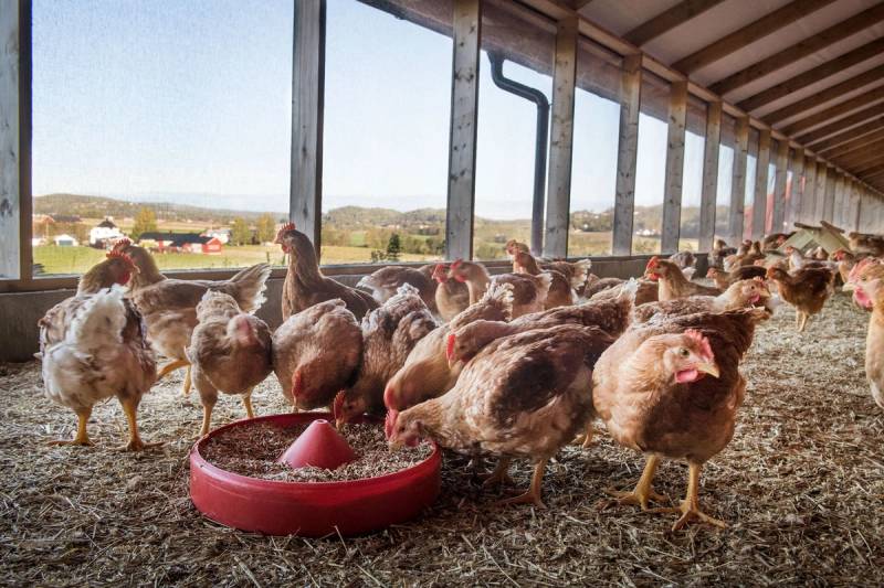 Hønseraser som Lerstang Kylling går rundt i et fjøs med store vinduer og spiser fra en rød fôrbøtte.