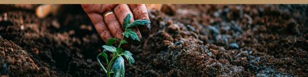 En person planter en liten grønn plante i jord, som symbol på bærekraft og miljøvennlighet.