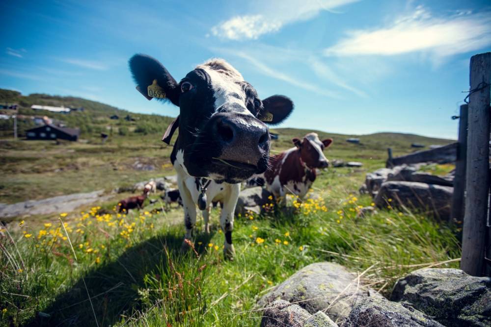 Flere kuer beiter på en grønn eng med fjell og blå himmel i bakgrunnen.