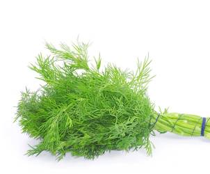 En bunt fersk dill med grønne blader og stilk, bundet sammen med en strikk.