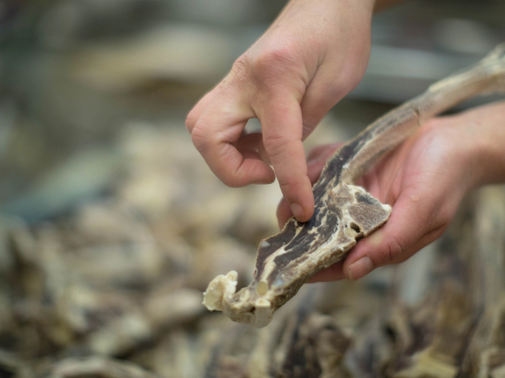 Hender som holder og skjærer i en tørrfisk på Jæren, Norge.