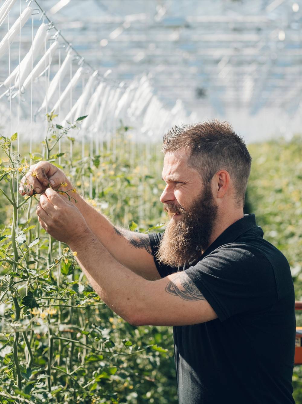 En mann plukker tomater i et drivhus, med grønne planter rundt seg.