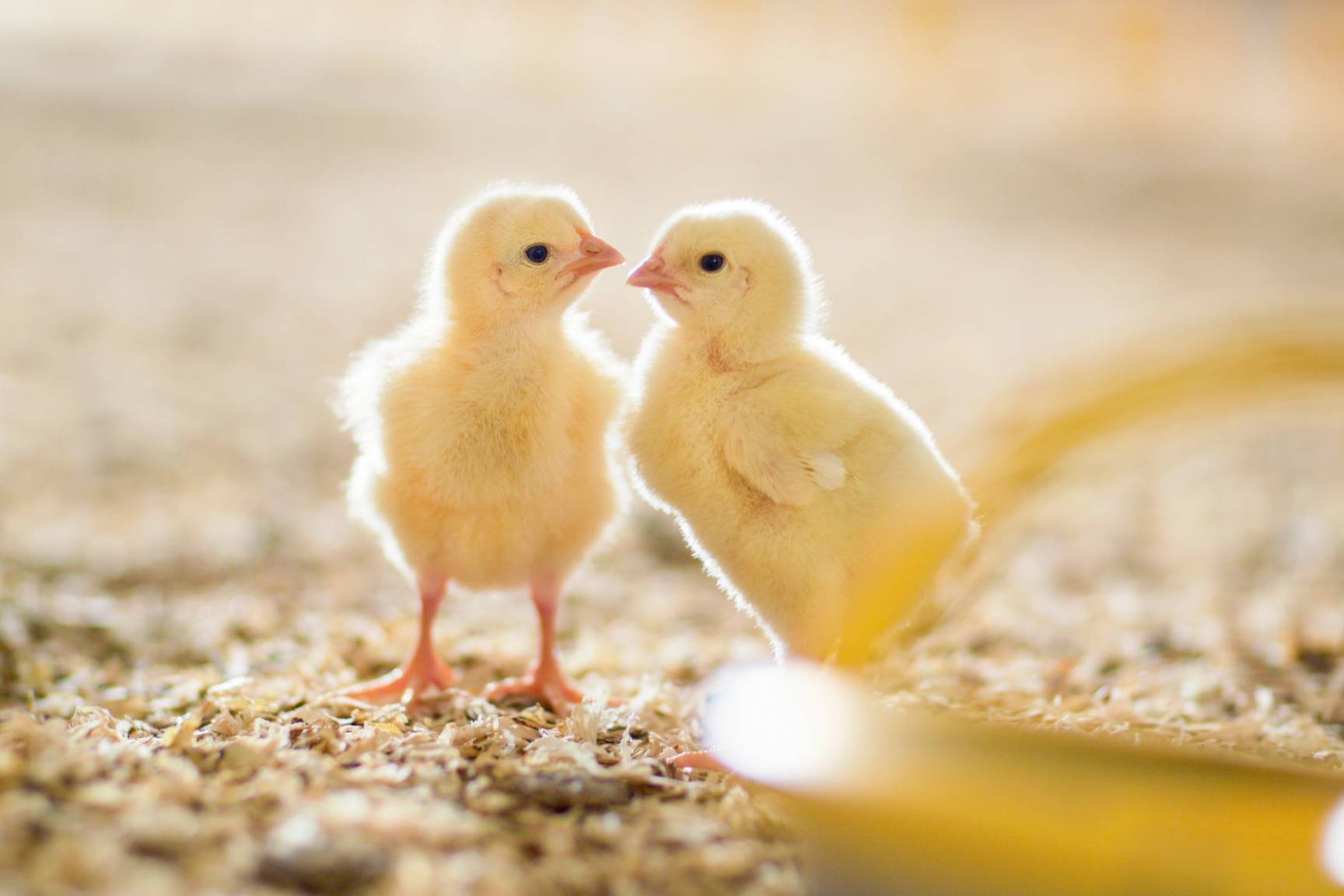 To gule kyllinger som står på jordet og ser på hverandre