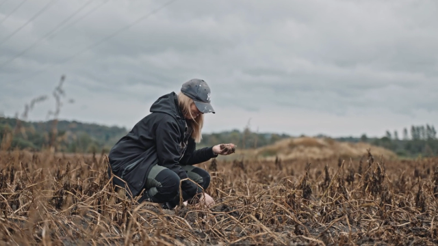 En person med grått hår og mørk jakke som plukker noe fra en åker med tørre planter under en overskyet himmel.
