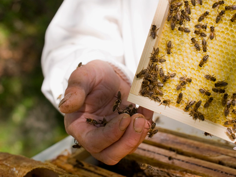 En person holder en ramme med honning og bier, som er på en bikube, med bier som samler nektar.