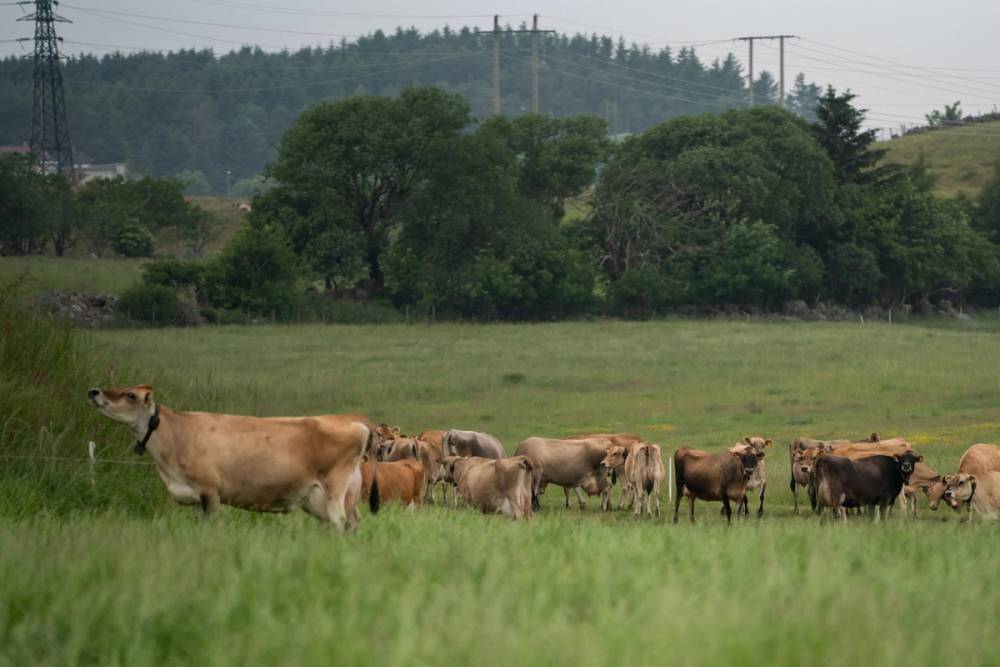 En ku går sammen med kalver på en grønn eng med trær i bakgrunnen.