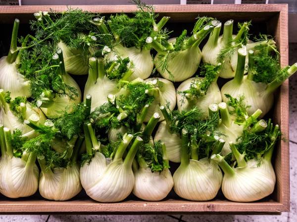 Fennikel med grønne blader i en trekurv, klar til bruk.