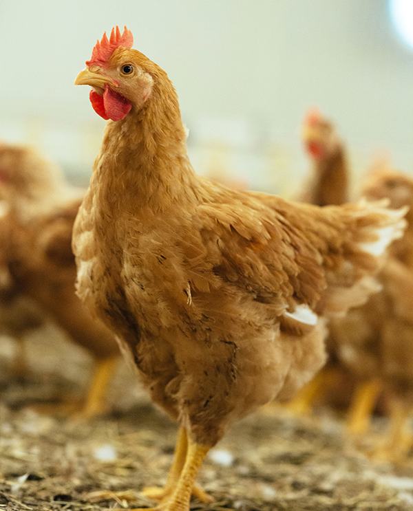 En kylling med brunt fjærdrakt står på bakken, omgitt av andre kyllinger i bakgrunnen.