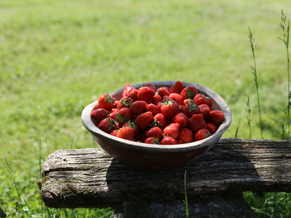 En skål med jordbær plassert på en trestubbe i en grønn hage, med gress og noen planter i bakgrunnen.