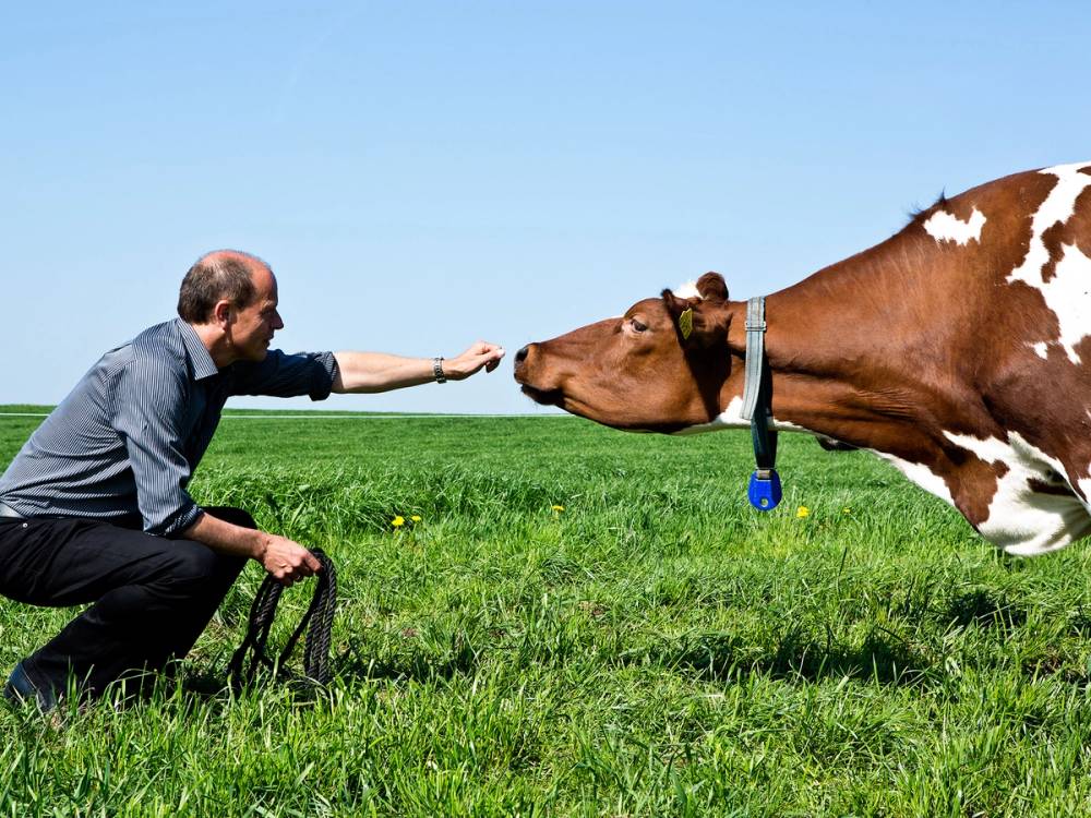 En mann i dress rekker hånden mot en stor ku som står på en grønn eng under en klar blå himmel.