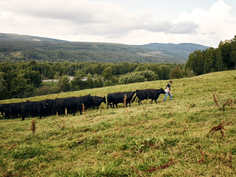 En person går foran en gruppe med svarte kyr på en grønn åpen mark med skog og fjell i bakgrunnen.