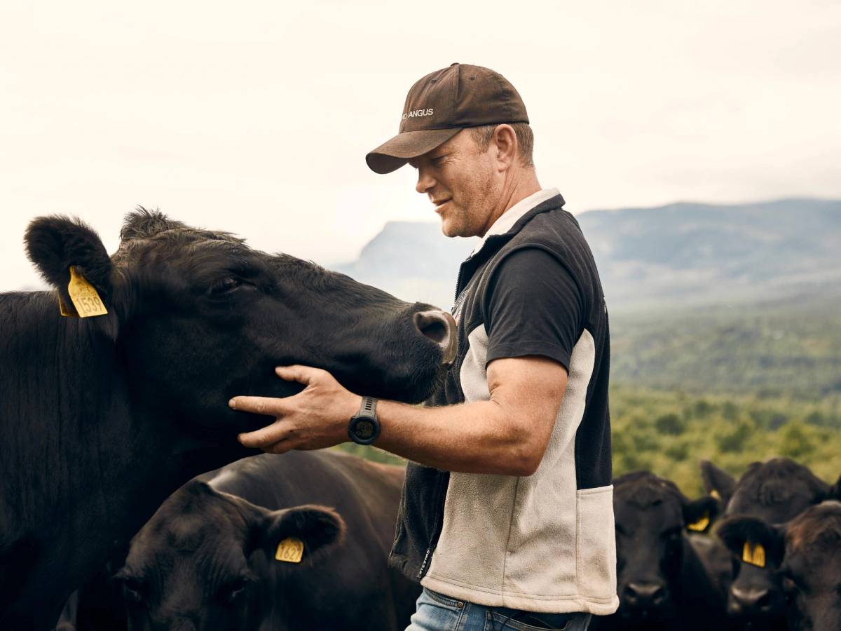 En person klapper en stor svart ku ute på beite