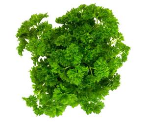 En frisk og grønn persilleplante med krøllete blader.