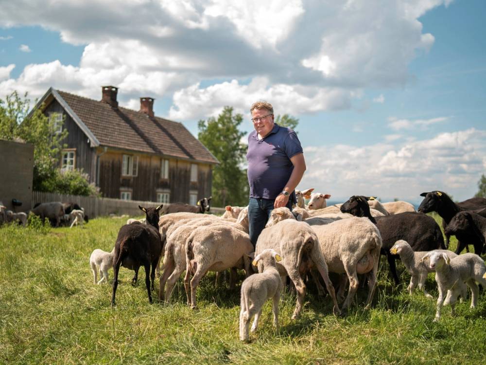 En person som passer på en flokk med sauer på en grønn eng med et gammelt hus i bakgrunnen under en skyet himmel.