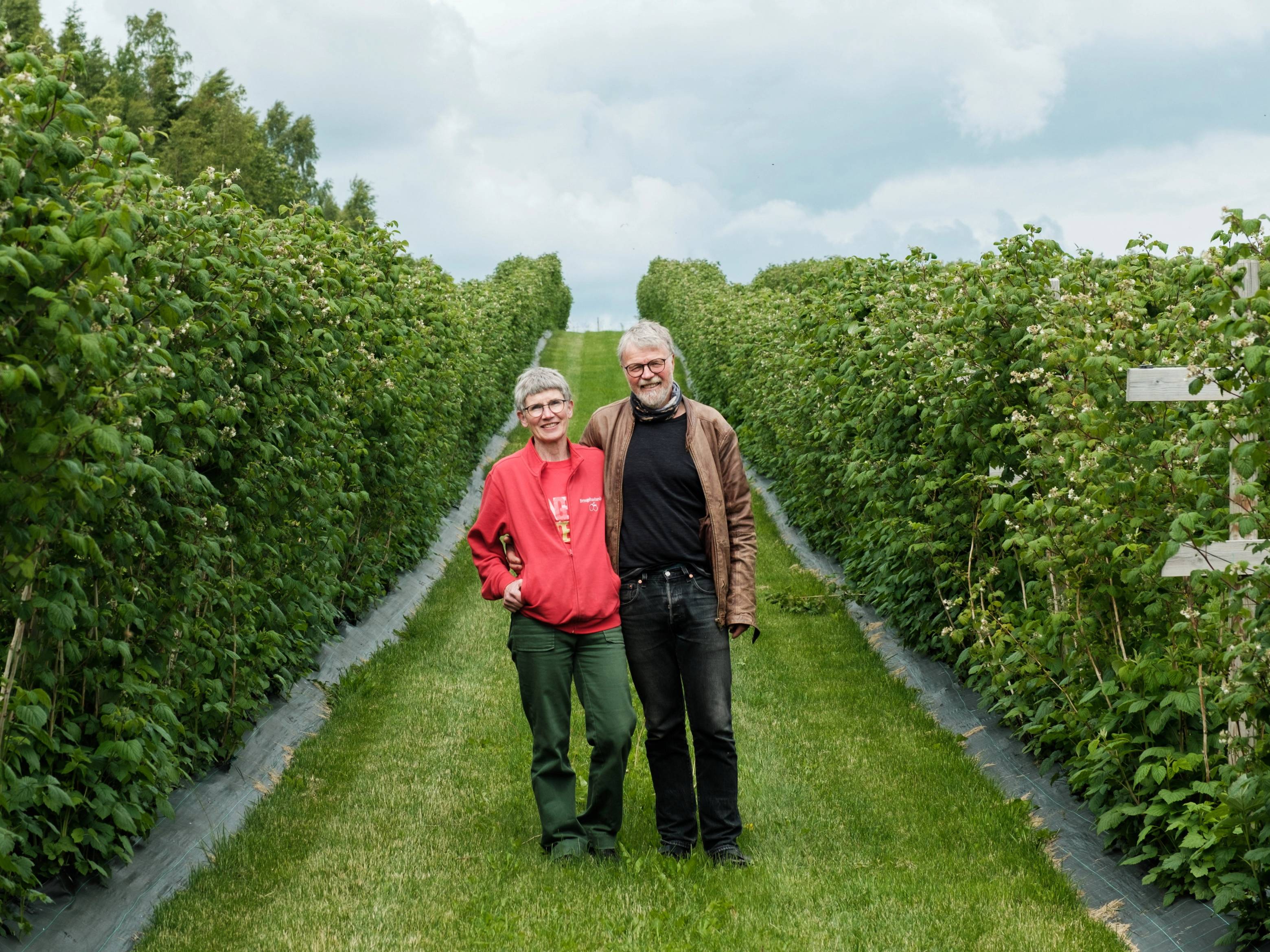 To personer går langs en sti omgitt av bringebærbusker i et jordbruksområde, med en blå himmel og skyer i bakgrunnen.
